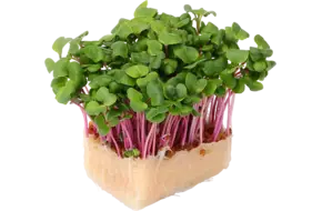 Chili cress piece